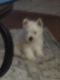 West Highland White Terrier Puppies for sale in Raleigh, NC, USA. price: $1,700