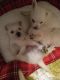 West Highland White Terrier Puppies for sale in Chattanooga, TN, USA. price: $500
