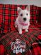 West Highland White Terrier Puppies for sale in Knoxville, TN, USA. price: $120,000