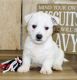West Highland White Terrier Puppies for sale in Florida St, San Francisco, CA, USA. price: $300