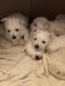West Highland White Terrier Puppies for sale in Delta, CO 81416, USA. price: $1,800
