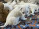 West Highland White Terrier Puppies for sale in Moneta, VA 24121, USA. price: $2,200