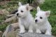 West Highland White Terrier Puppies for sale in Orlando, FL, USA. price: NA