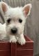 West Highland White Terrier Puppies for sale in Ridgeway, VA 24148, USA. price: $2,000