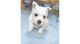West Highland White Terrier Puppies for sale in Florida St, San Francisco, CA, USA. price: $240