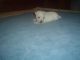 West Highland White Terrier Puppies for sale in AR-1, Harrisburg, AR, USA. price: $1,300