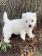 West Highland White Terrier Puppies for sale in Abbeville, SC 29620, USA. price: $2,000
