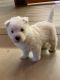 West Highland White Terrier Puppies for sale in Abbeville, SC 29620, USA. price: $2,000