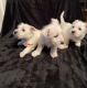 West Highland White Terrier Puppies for sale in Oil Springs, KY 41256, USA. price: NA