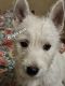 West Highland White Terrier Puppies for sale in Oswego, NY, USA. price: $950
