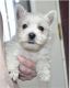 West Highland White Terrier Puppies for sale in California City, CA, USA. price: NA