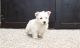 West Highland White Terrier Puppies for sale in Nashville, TN 37211, USA. price: $600