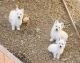 West Highland White Terrier Puppies for sale in Stanwood, WA 98292, USA. price: $10,001,900