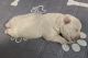 West Highland White Terrier Puppies for sale in Morrison, TN 37357, USA. price: NA