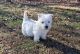 West Highland White Terrier Puppies for sale in Morrison, TN 37357, USA. price: $1,600