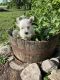 West Highland White Terrier Puppies for sale in Pennock, MN 56279, USA. price: $950