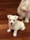 West Highland White Terrier Puppies for sale in Elizabethtown, KY, USA. price: $1,000