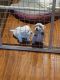 West Highland White Terrier Puppies for sale in Beaver County, PA, USA. price: $1,000