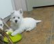 West Highland White Terrier Puppies for sale in New York, NY 10118, USA. price: $600