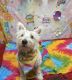 West Highland White Terrier Puppies for sale in St Paul, MN, USA. price: $1,200