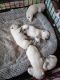 West Highland White Terrier Puppies for sale in Delano, CA, USA. price: $3,000