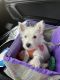 West Highland White Terrier Puppies for sale in Tampa, FL, USA. price: NA