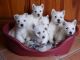 West Highland White Terrier Puppies for sale in Huntsville, AL, USA. price: NA