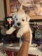 West Highland White Terrier Puppies for sale in Shallotte, NC, USA. price: $895