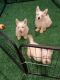West Highland White Terrier Puppies for sale in Tavares, FL 32778, USA. price: $2,000