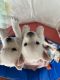 West Highland White Terrier Puppies for sale in Chesterfield, VA, USA. price: $1,500