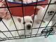 West Highland White Terrier Puppies for sale in Chesterfield, VA, USA. price: $1,800