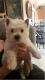 West Highland White Terrier Puppies for sale in Stanwood, WA 98292, USA. price: $1,000