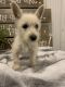 West Highland White Terrier Puppies for sale in Sedgewick, AB T0B 4C0, Canada. price: $1,200