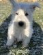 West Highland White Terrier Puppies for sale in Kokomo, IN, USA. price: $500
