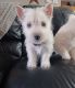 West Highland White Terrier Puppies for sale in Stanley, Wisconsin. price: $800