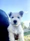 West Highland White Terrier Puppies for sale in South Brisbane, Queensland. price: $1,500