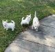West Highland White Terrier Puppies for sale in Spring Hill, Florida. price: $1,500