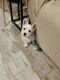 West Highland White Terrier Puppies for sale in Altamonte Springs, Florida. price: $2,200