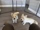 West Highland White Terrier Puppies for sale in Woodford, Queensland. price: $2,000