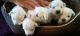 West Highland White Terrier Puppies for sale in Davison, MI 48423, USA. price: NA