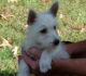 West Highland White Terrier Puppies for sale in Peterborough, Peterborough, UK. price: 330 GBP