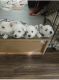 West Highland White Terrier Puppies for sale in Adelaide, South Australia. price: $3,500