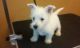West Highland White Terrier Puppies for sale in Bagley, MN 56621, USA. price: NA