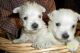 West Highland White Terrier Puppies for sale in Little Rock, AR, USA. price: $450