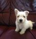 West Highland White Terrier Puppies for sale in Babson Park, FL 33827, USA. price: NA