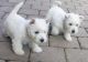 West Highland White Terrier Puppies for sale in Coffee Springs, AL 36318, USA. price: $400