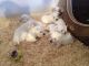 West Highland White Terrier Puppies for sale in Carlsbad, CA, USA. price: NA
