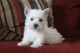 West Highland White Terrier Puppies for sale in Abington, MA, USA. price: NA