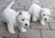 West Highland White Terrier Puppies for sale in Sheridan, IN 46069, USA. price: $400