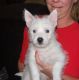 West Highland White Terrier Puppies for sale in Inglewood, CA, USA. price: NA